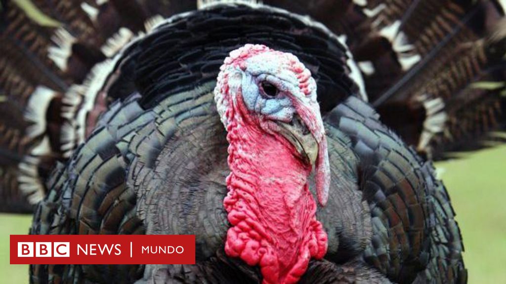 thanksgiving:-el-poco-conocido-origen-mexicano-del-pavo-que-se-come-en-accion-de-gracias-en-estados-unidos-–-bbc-news-mundo