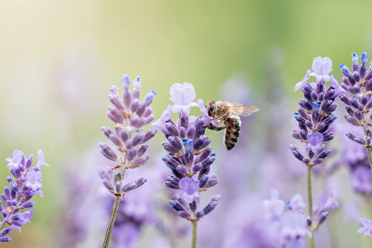 la-tecnica-de-sanacion-natural-que-usa-el-veneno-de-las-abejas-como-medicina