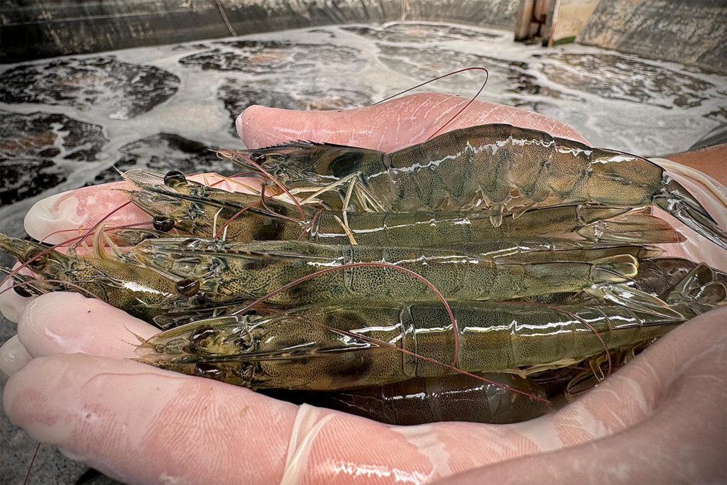 efectos-de-la-taurina-en-la-dieta-sobre-la-maduracion-y-el-estado-de-salud-de-reproductores-hembras-de-camaron-blanco-del-pacifico-–-responsible-seafood-advocate