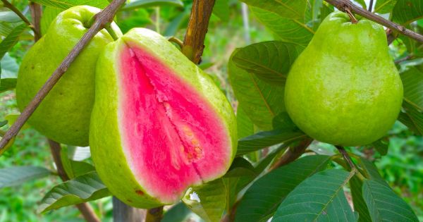 Fruta de oro: el alimento que te carga de colgeno, evita la aparicin de arrugas y mantiene la piel suave y tensa