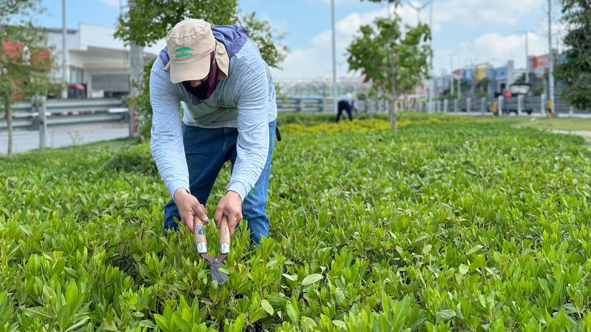 Barranquilla es ‘Verde de Verdad’: la ciudad ganó premio internacional de medioambiente