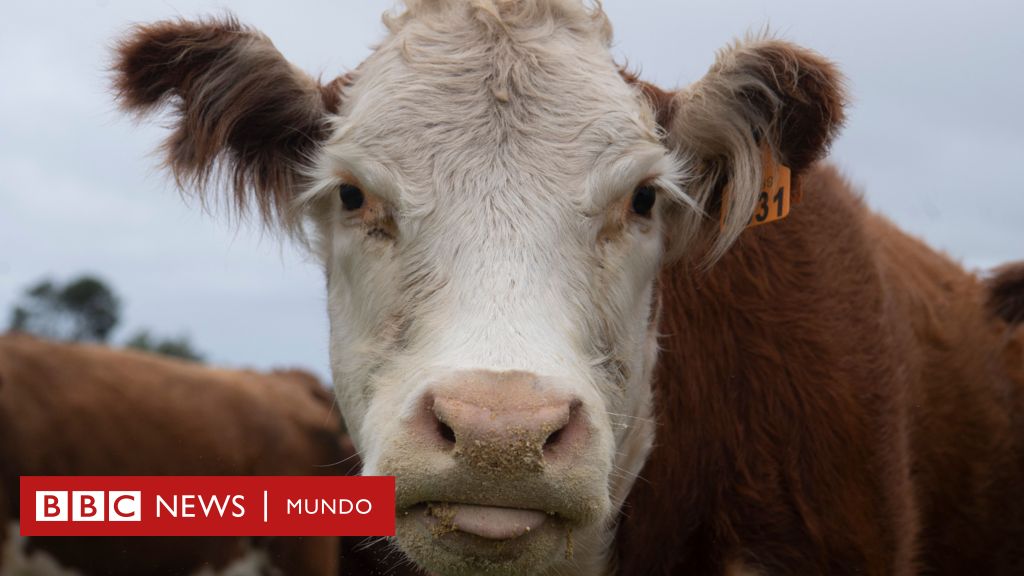 “oro-bovino”:-el-negocio-millonario-de-vender-calculos-biliares-de-vacas-de-sudamerica-a-china-–-bbc-news-mundo