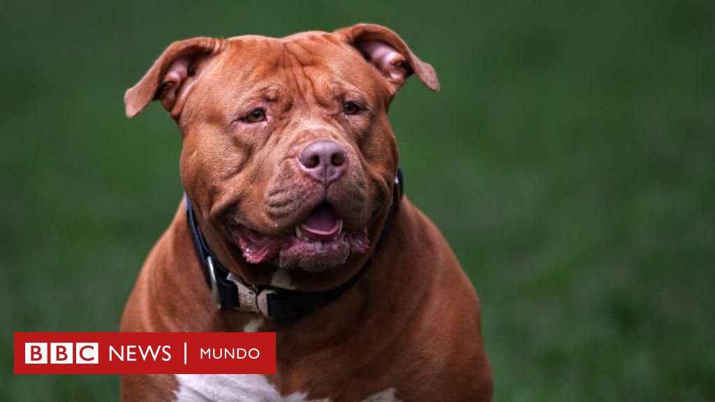 American bully XL: los 100 perros al mes que sacrifica Reino Unido desde que prohibió la raza – BBC News Mundo