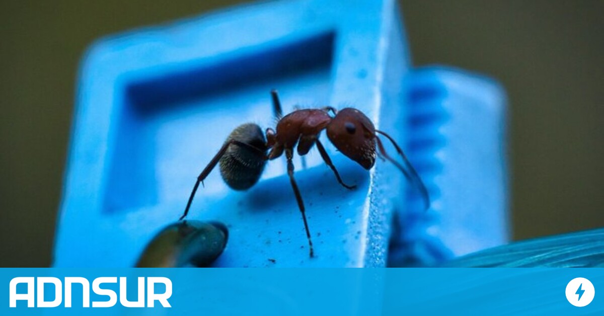 gastos-“hormigas”-versus-rendimientos-de-“elefante”:-¿es-posible-ahorrar-en-chicles-para-ganar-en-dolares?