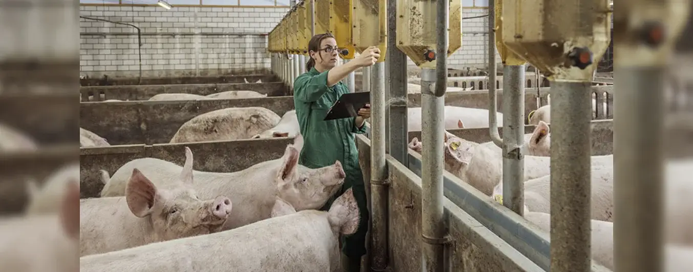 Innovaciones que contribuyen al bienestar de los animales en la finca