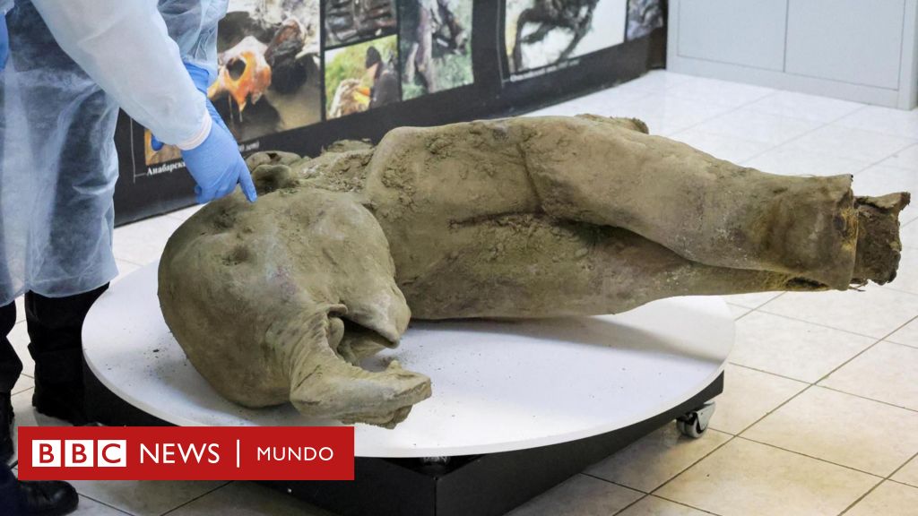 Los restos de una cría de mamut de 50.000 años de antigüedad descubiertos en perfecto estado de conservación – BBC News Mundo