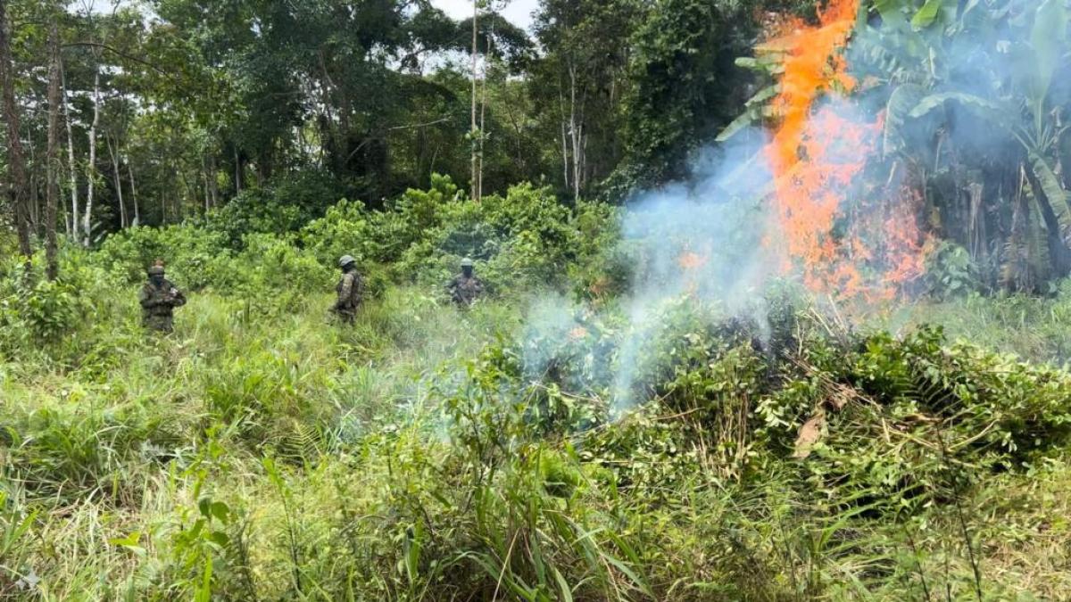 La expansión regional de Los Lobos incluye sus propios laboratorios de cocaína en la frontera con Colombia