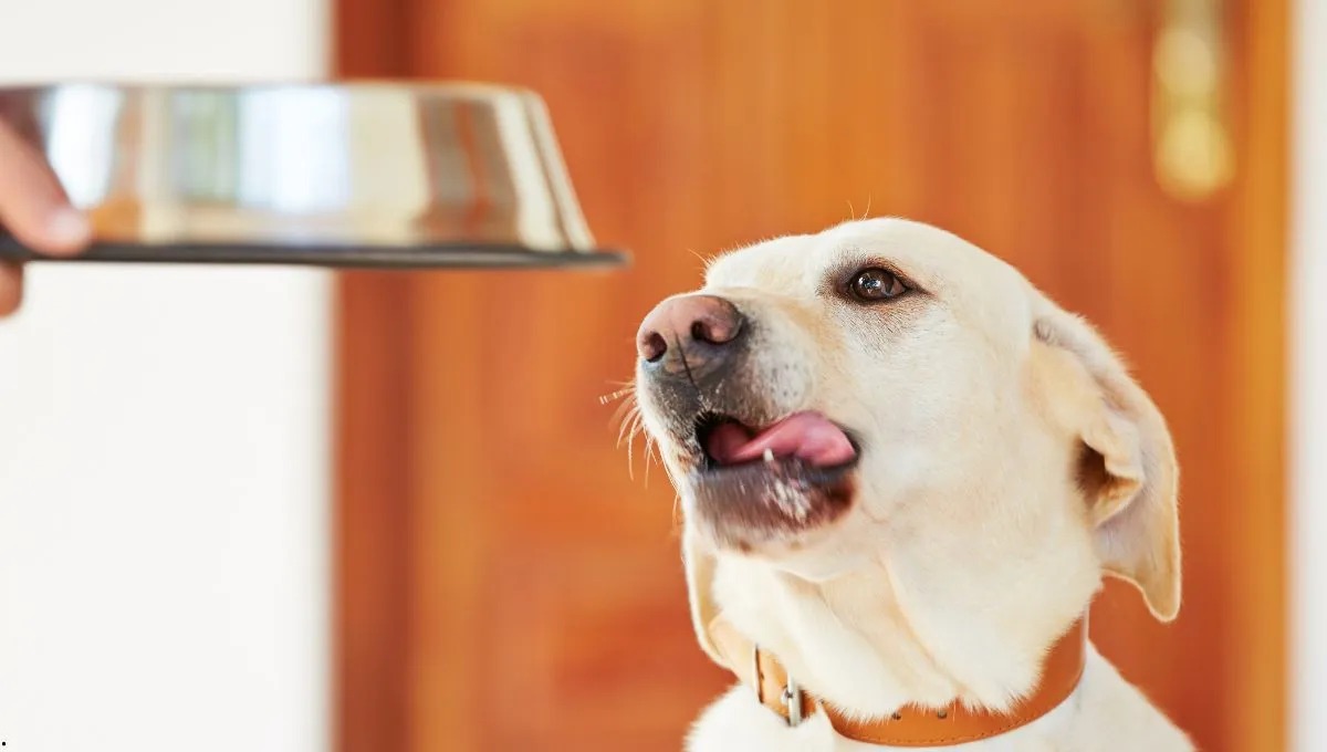 Qu y cmo debe comer un perro durante el verano?