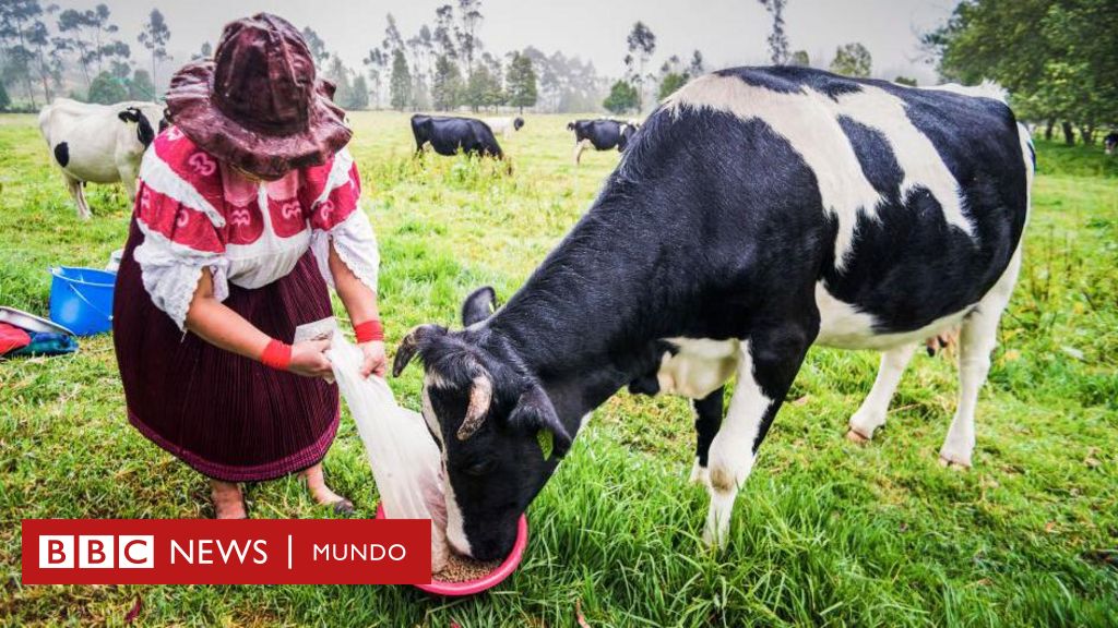 “Oro bovino”: el negocio millonario de vender cálculos biliares de vacas de Sudamérica a China – BBC News Mundo