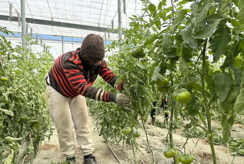 Un empresario almeriense presuntamente atropella intencionadamente a 12 trabajadores migrantes por reclamar sus derechos