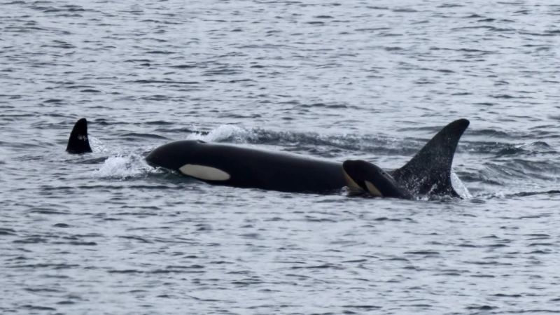 la-orca-que-cargo-a-su-cria-muerta-durante-17-dias-tuvo-un-nuevo-bebe-|-cnn