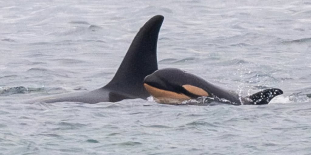 una-orca-que-cargo-a-su-recien-nacido-muerto-1,000-millas-da-a-luz-a-otra-cria