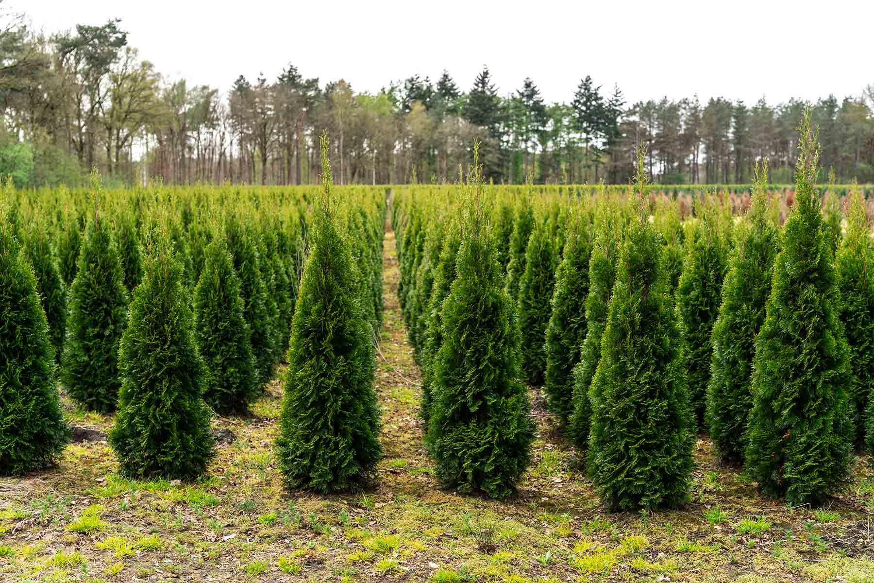 Los beneficios ambientales de los árboles de Navidad naturales – Letra Fría