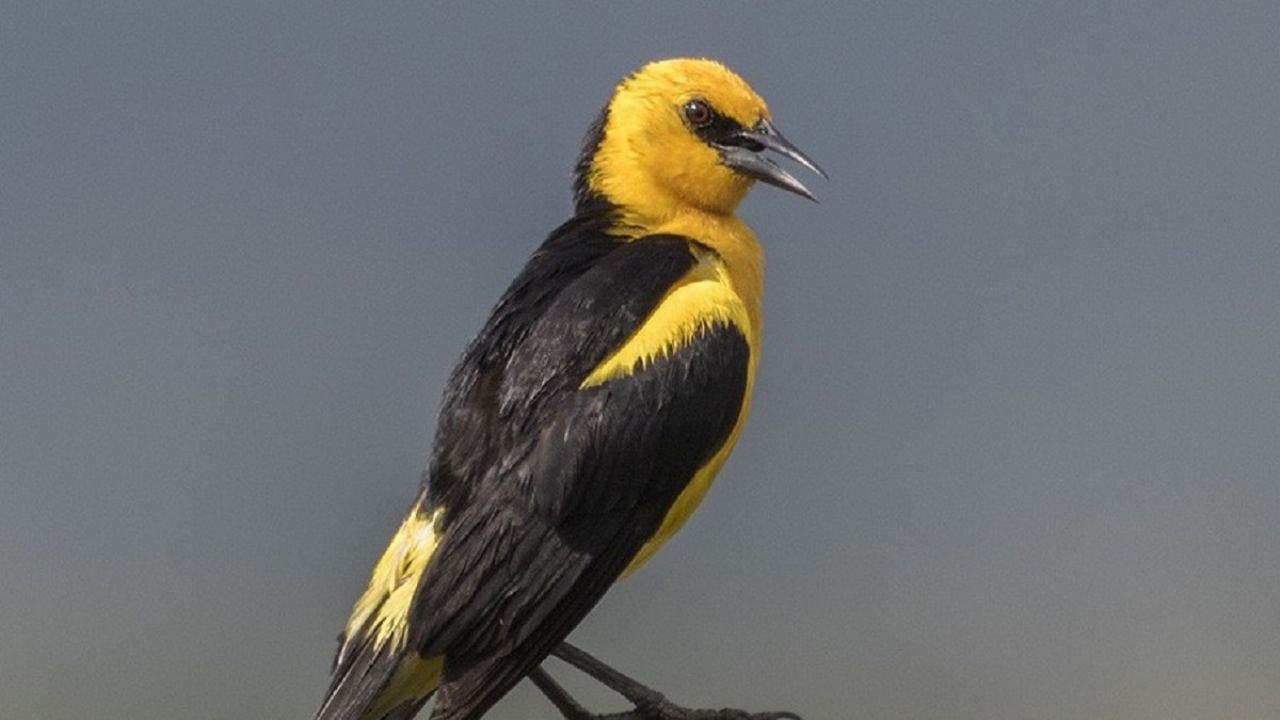 Curiosidades sobre el Tordo Amarillo, el pájaro más hermoso y noble que está en peligro de extinción