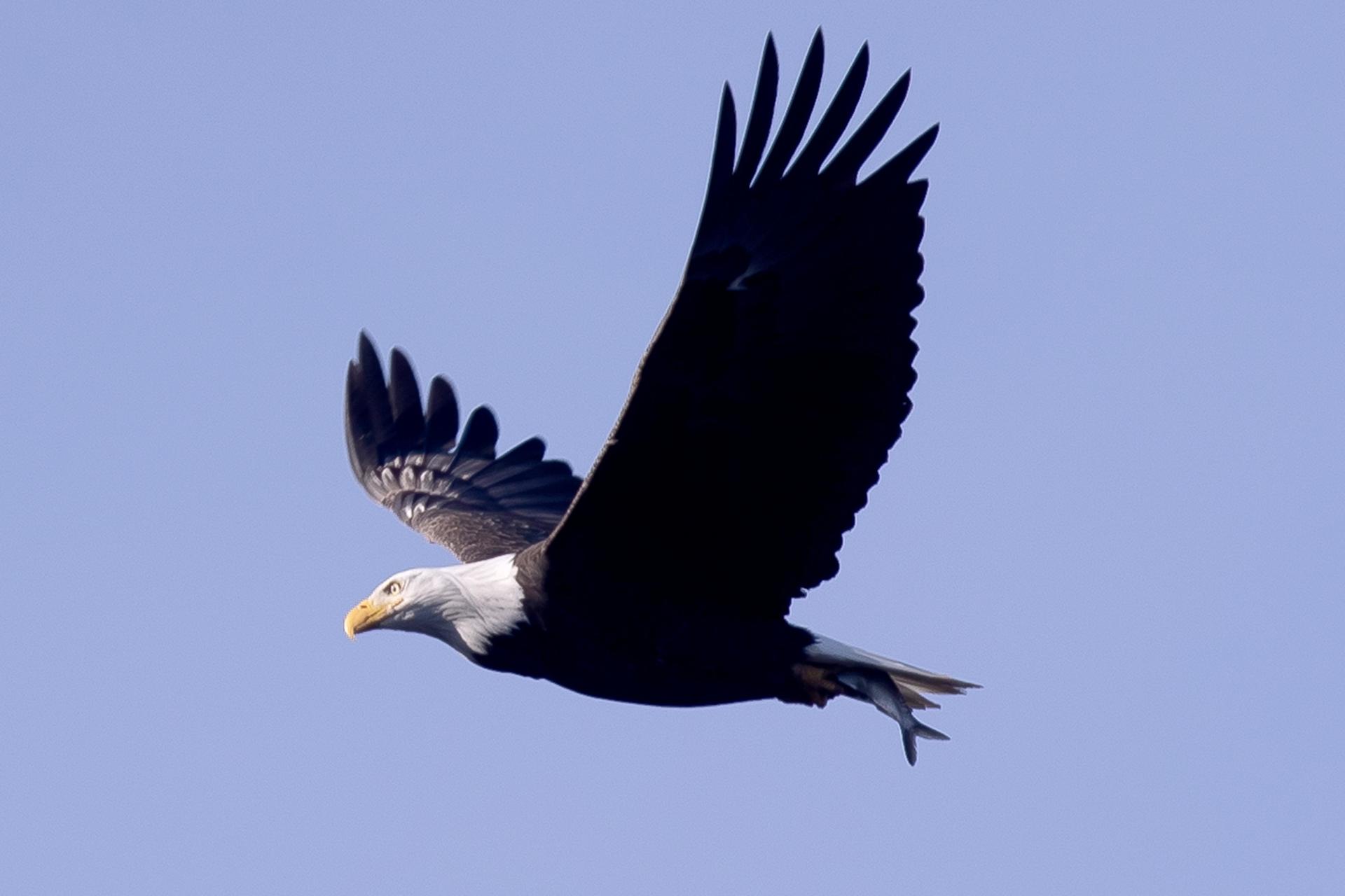 El águila calva es oficialmente designada como el ave nacional de Estados Unidos – EFE