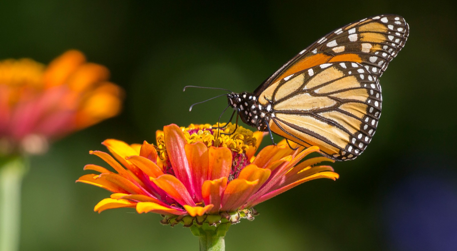 EE.UU. decidirá si incluye a la mariposa Monarca como especie en peligro de extinción