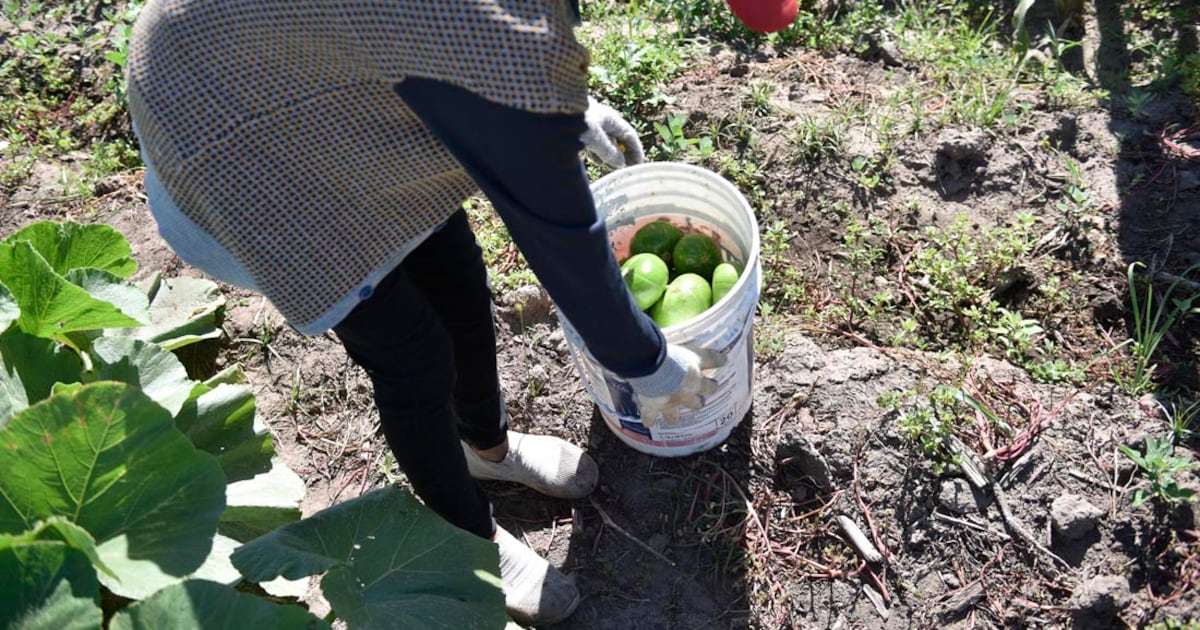 Dieta saludable: por qué es más importante el acceso a los mercados que la diversidad de cultivos | Ciudadanos | La Voz del Interior