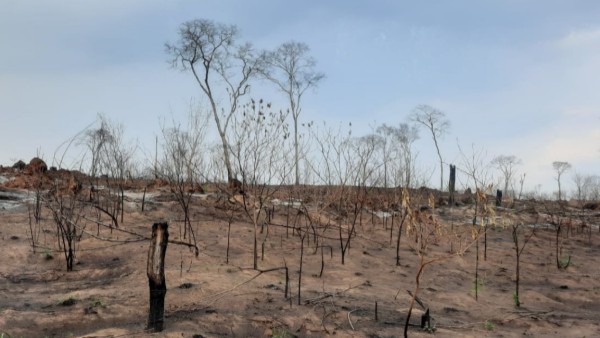 Para los pueblos indígenas y el medioambiente el 2024 ha sido uno de los “peores” de la historia – Agencias de Noticias Fides