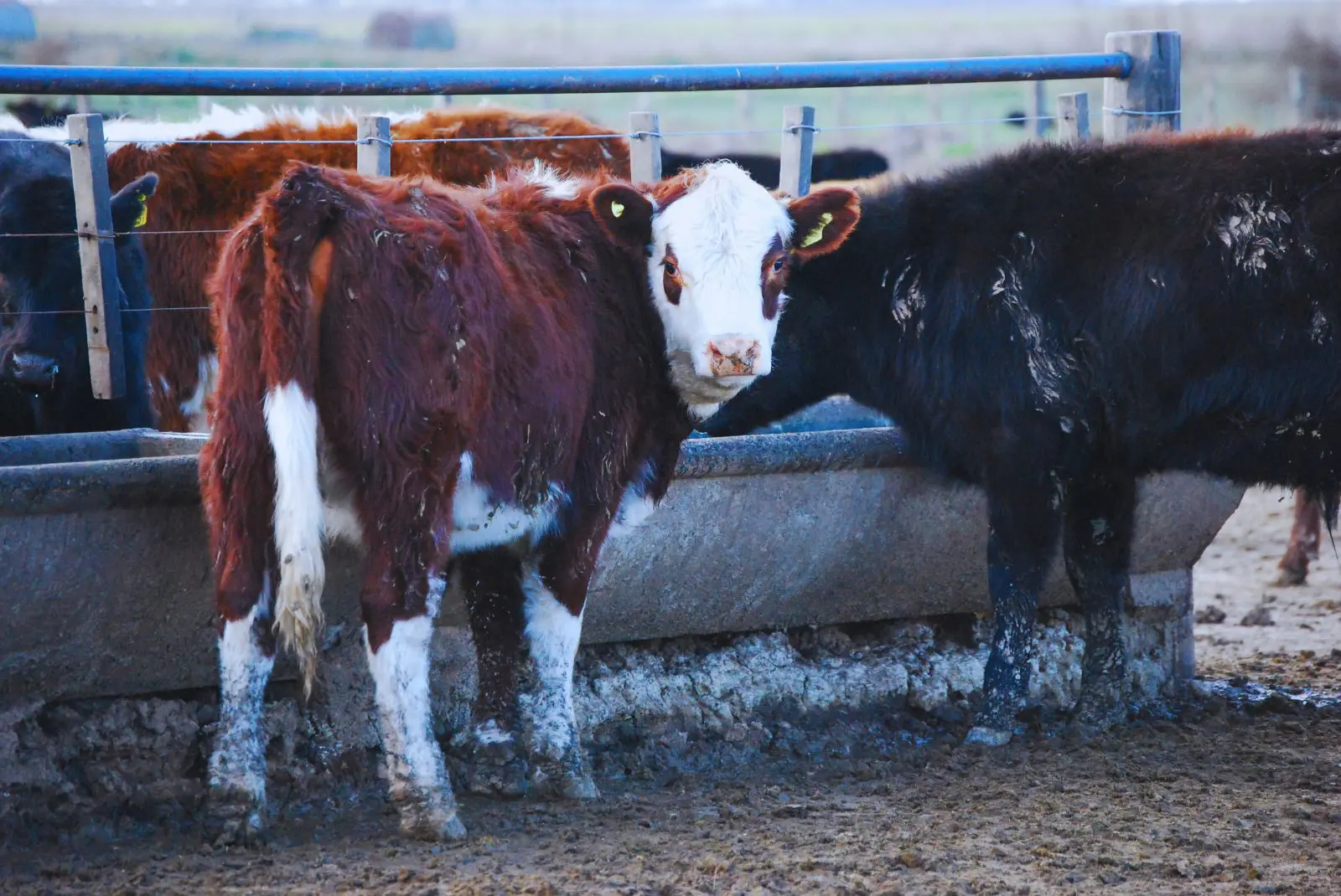 Ola de calor: cómo asegurar el bienestar animal en bovinos – Expoagro 2025 – Edición YPF Agro