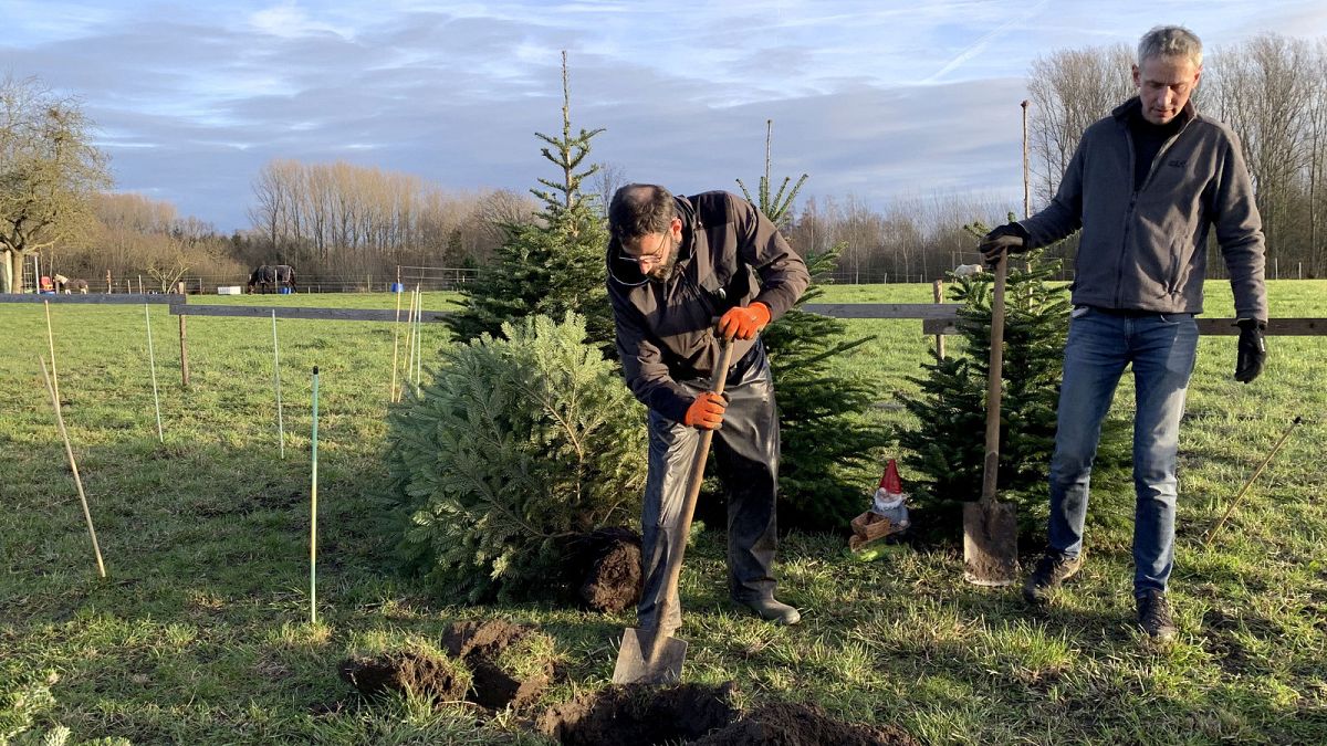 Euroverify: ¿Qué árbol navideño es mejor para el medioambiente?