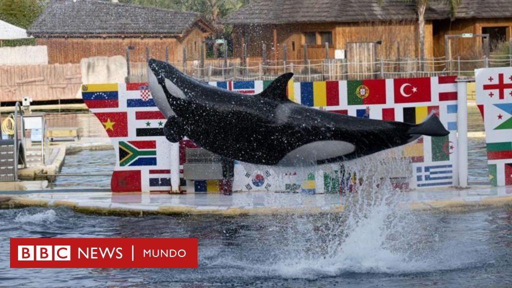 “solo-saben-estar-entre-humanos”:-el-dilema-de-que-hacer-con-dos-orcas-de-un-parque-acuatico-que-cierra-en-francia-–-bbc-news-mundo