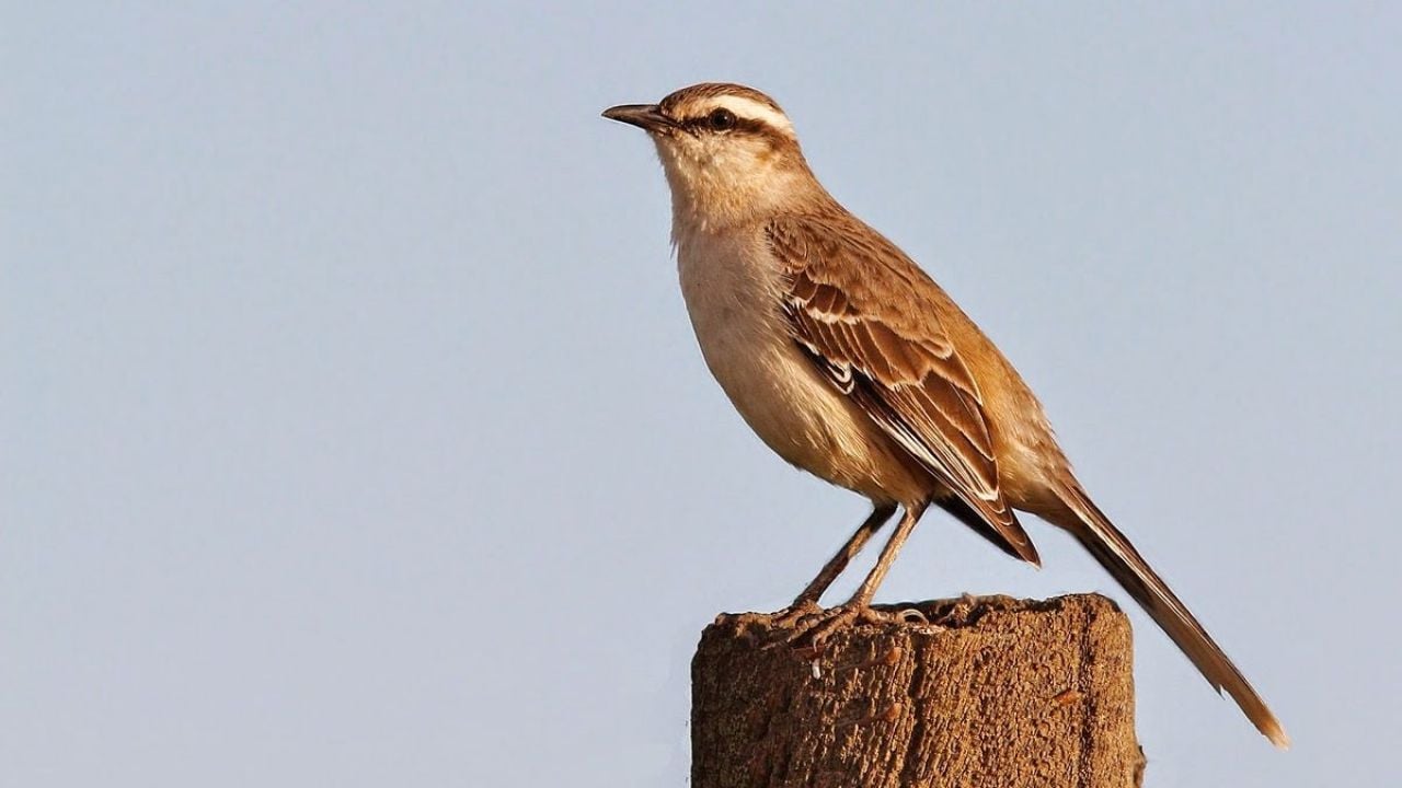 Curiosidades de la Calandria: el ave que anuncia buenas noticias y es una gran imitadora