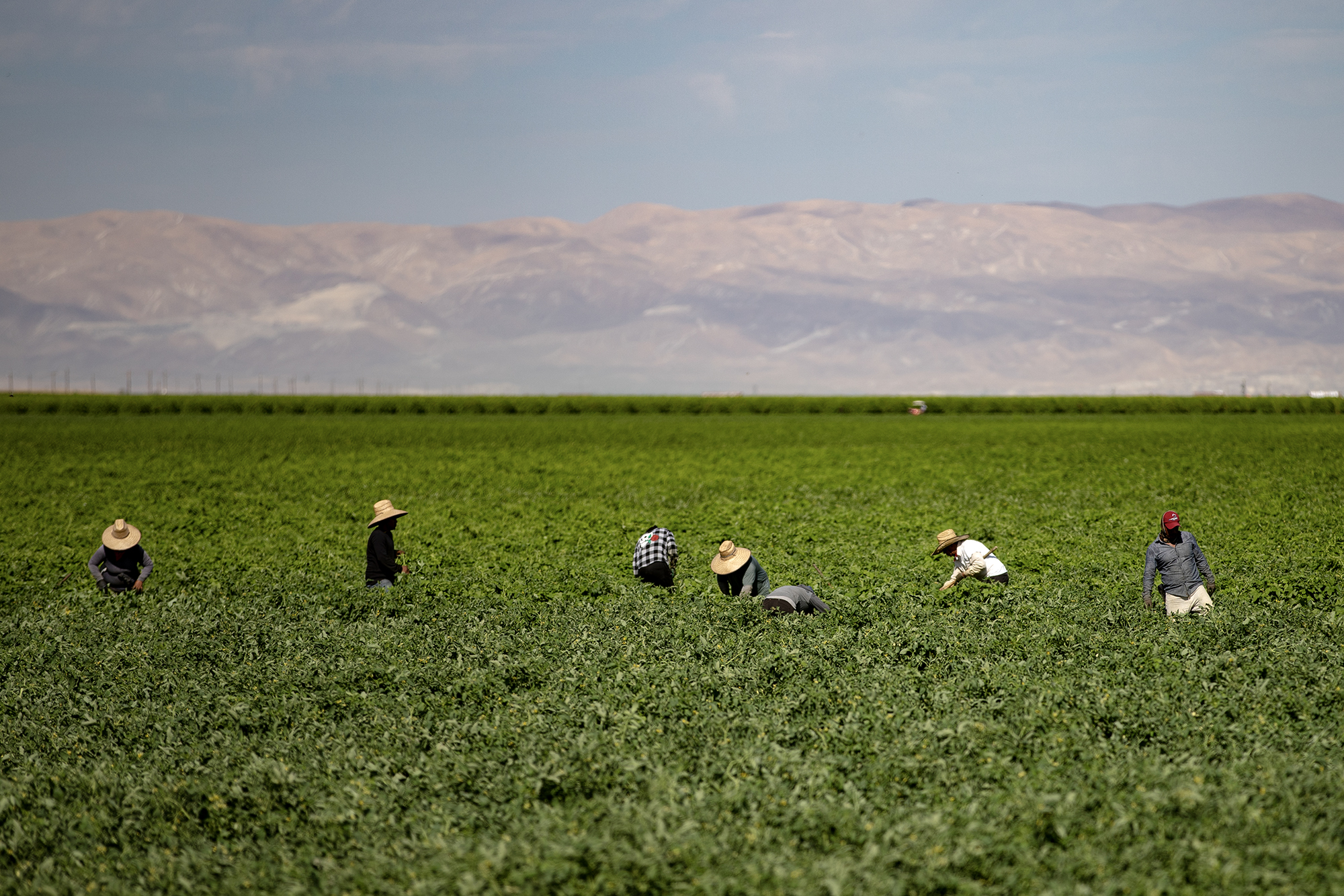 Una sorprendente redada de inmigración en el condado de Kern presagia lo que les espera a los trabajadores agrícolas y a las empresas