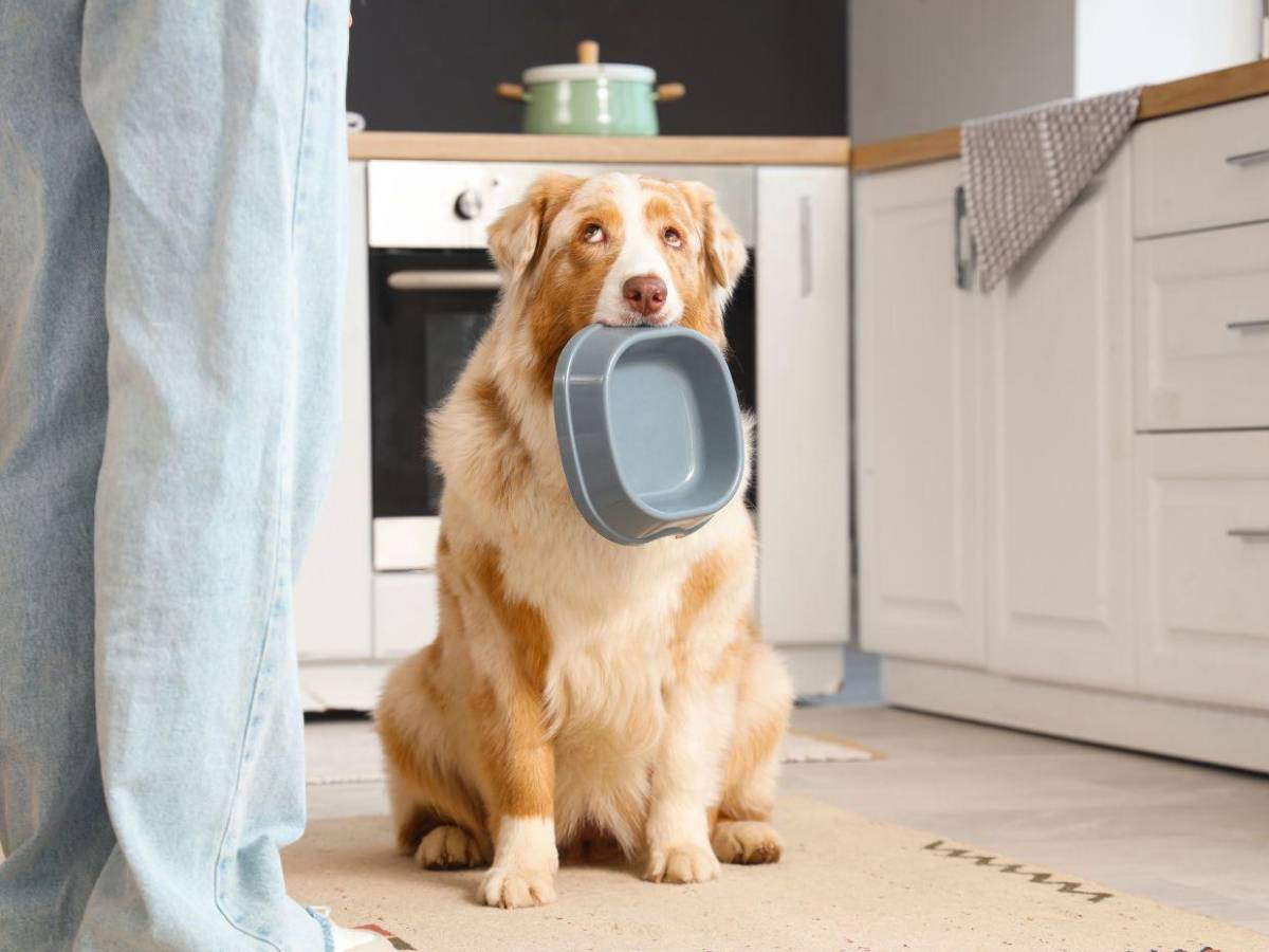 croquetas-vs.-dietas-caseras:-¿que-es-lo-mejor-para-su-perro?