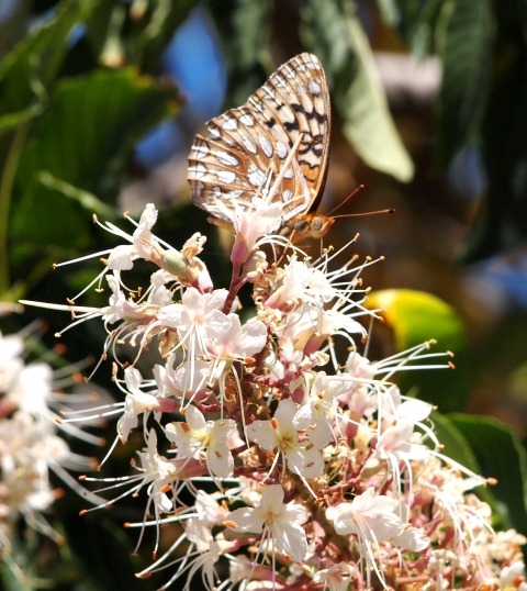 Buscan salvar a mariposa del Área de la Bahía de la extinción