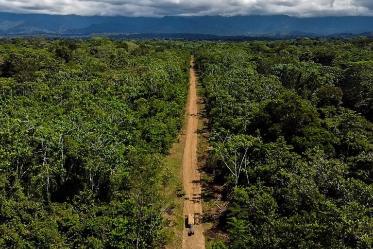 Las deudas ambientales en Perú 2024: un año de debilitamiento ambiental y el avance de las economías ilegales