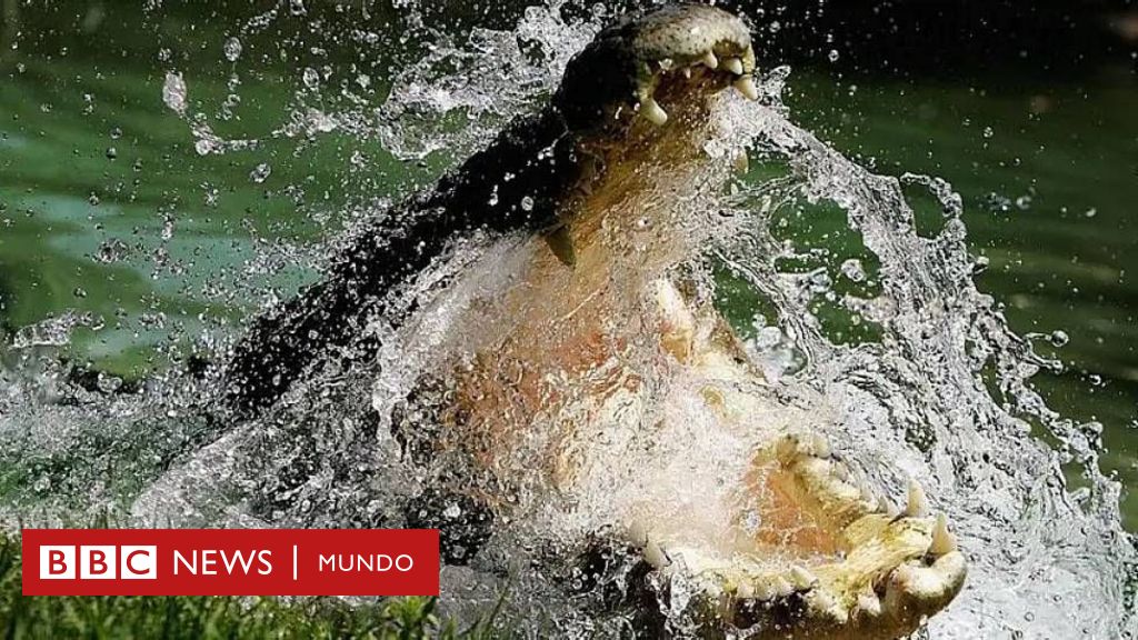 “si-vas-a-nadar-al-rio,-seguro-que-te-mataran”:-darwin,-la-ciudad-de-australia-rodeada-de-100.000-cocodrilos-–-bbc-news-mundo