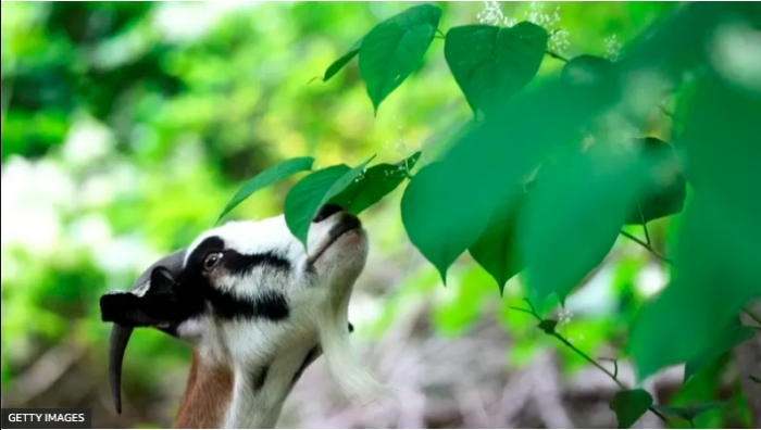 Tendencias animales en 2025: Innovación, sostenibilidad y el futuro del bienestar animal