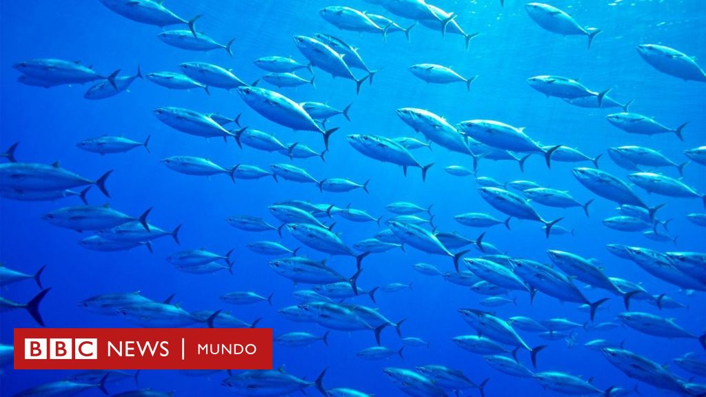 Atún rojo: cómo se salvó de la extinción el famoso pez usado en el sushi y el sashimi y por qué vuelve a estar en peligro – BBC News Mundo