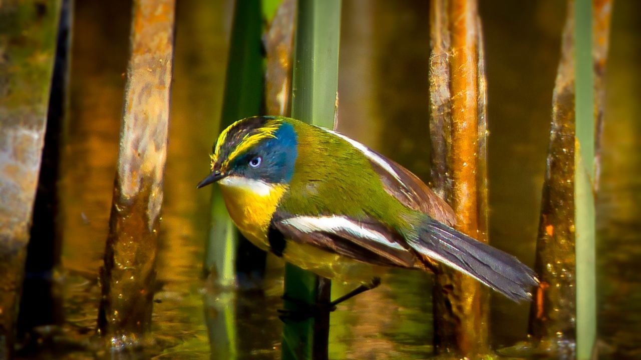 Curiosidades sobre el sietecolores: el ave con un canto particular que abandona su nido a los 15 días