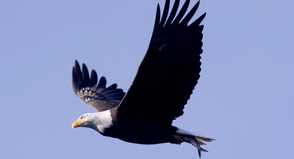 Estados Unidos: el águila calva se convirtió oficialmente en el ave nacional