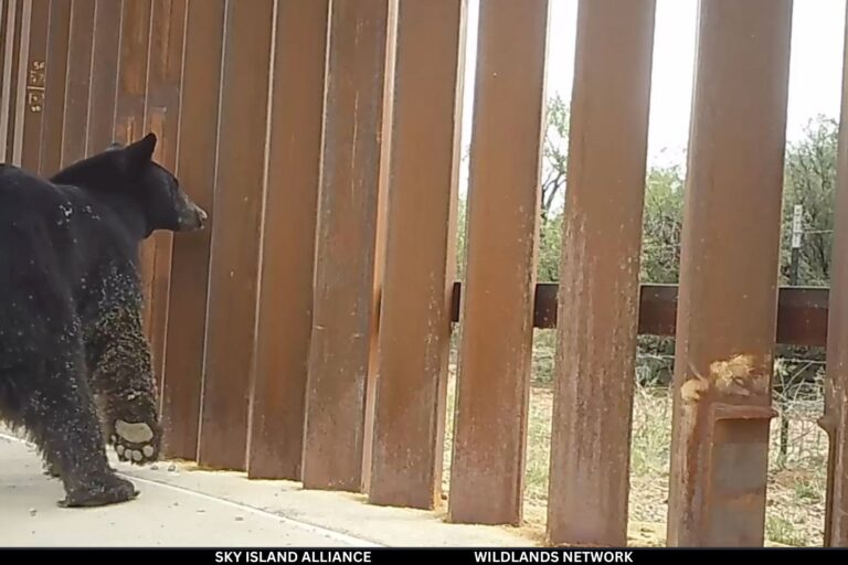 Fauna silvestre atrapada por el muro fronterizo entre Estados Unidos y México