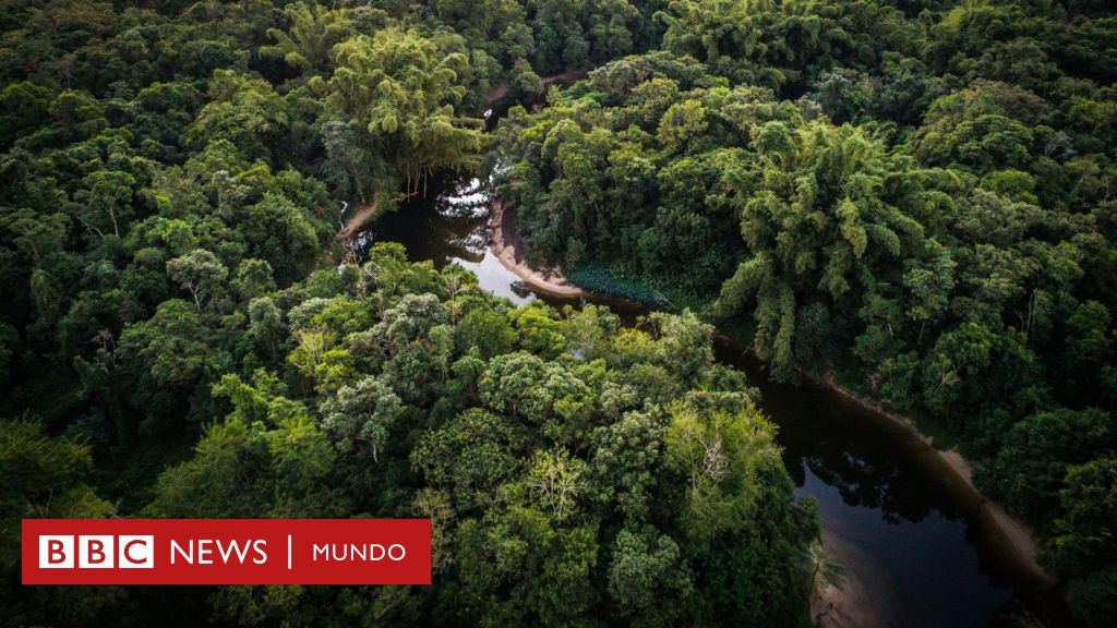 7 avances que hubo en 2024 en la protección del medio ambiente y la lucha contra el cambio climático  – BBC News Mundo