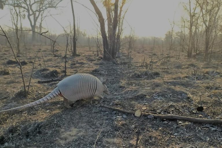 Desafíos ambientales para Bolivia en 2025: cuidar la naturaleza en plena crisis política y económica 