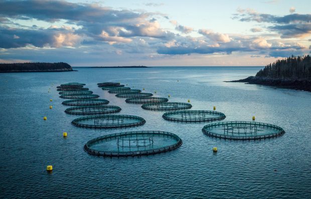 Salmonera que opera en Chile es acusada de contaminar en Estados Unidos