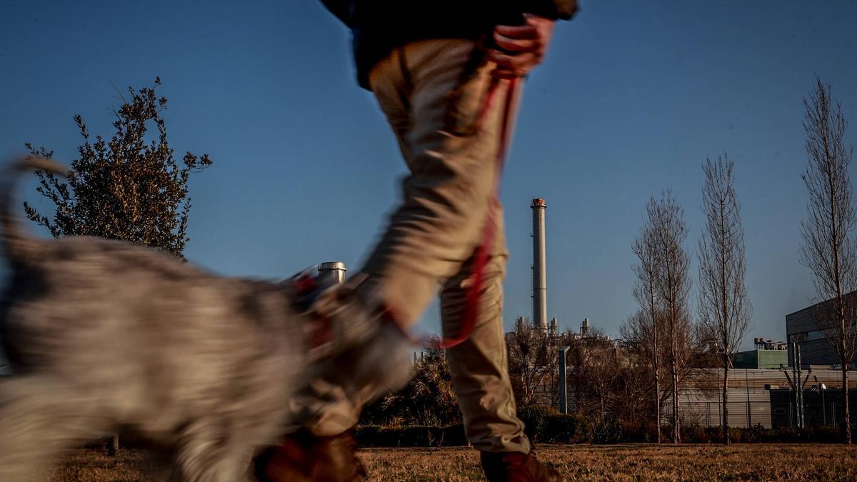 Una veterinaria revela la frecuencia y duración con la que debes pasear a tu perro