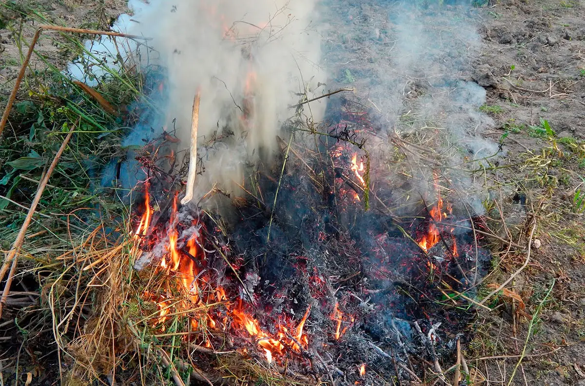 Los delitos ambientales se vinculan a lavado de activos