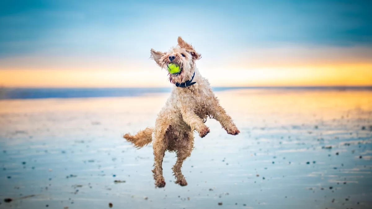 Estas son las recomendaciones que debes seguir si quieres llevar a tu perro a la playa