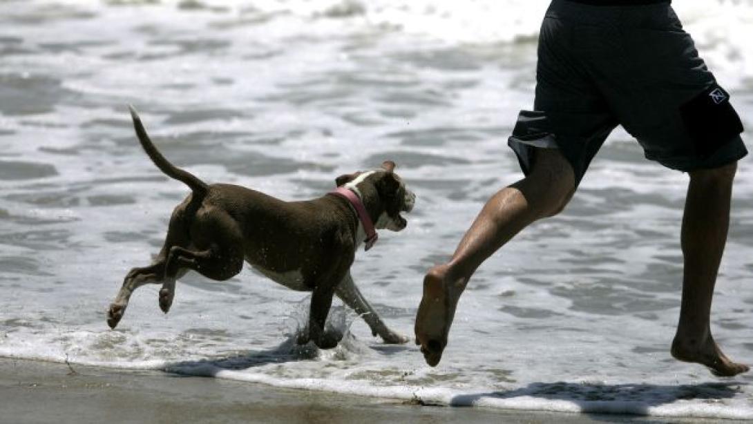 Cuatro claves esenciales para cuidar la salud de tu perro en la playa