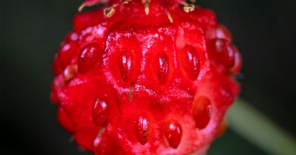 Oro rojo: la fruta que genera ms colgeno, favorece el cuidado de la piel y es un potente antioxidante