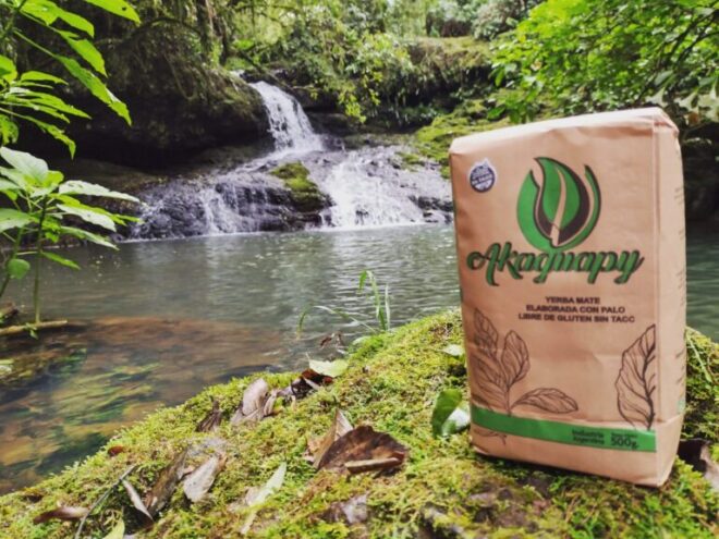 Producen yerba mate de manera natural sin dañar el medioambiente – El Miércoles Digital